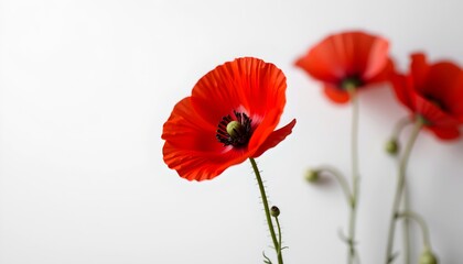 vibrant close-up of three red poppy flowers against a simple backdrop. Their delicate petals are fully open, showcasing the intricate details of their blooms