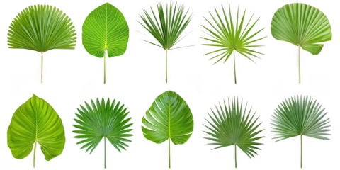 Collection of various green leaves on transparent background