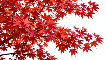 Red maple leaves in autumn against a bright sky