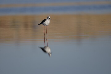 black-winged stilt, bird, water, seagull, nature, wildlife, sea, animal, gull, beach, ocean, flight, birds, flying, heron, blue, fly, lake, wild, beak, coast, feather, white, sky, pelican, black
