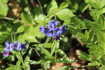 Lithospermum purpurocaeruleum