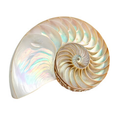 Obraz premium Nautilus Shell Perfect Spiral Natures Geometry Ocean Treasure on transparent background