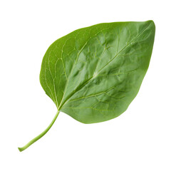 Obraz premium A vibrant green leaf showcasing its intricate veins and texture against a dark background.