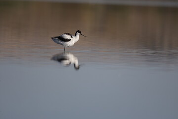 Pied Avocet, bird, seagull, water, gull, sea, animal, nature, wildlife, birds, beach, flight, flying, ocean, fly, beak, lake, blue, freedom, pelican, feather, wing, white, wild, coast, australia