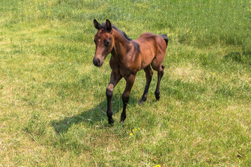 Fototapeta premium Summer outdoor rural scene of a young brown foal walking towards the camera through the green grass in a pasture.