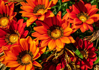 Red Flowers