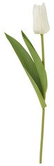 Single delicate white tulip flower with green leaves isolated on transparent background