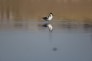 Pied Avocet, bird, seagull, water, gull, sea, animal, nature, wildlife, birds, beach, flight, flying, ocean, fly, beak, lake, blue, freedom, pelican, feather, wing, white, wild, coast, australia