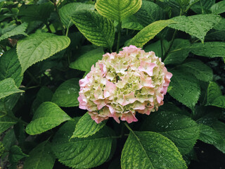 Bright green leaves and pink flower of a hydrangea bush with rain drops. Natural background.