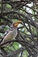 Southern Yellow Hornbill
