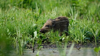 baby wild boar eating green grass in summer at the edge of a forest pond