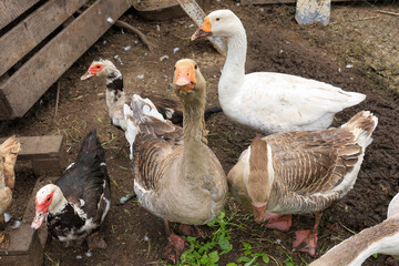 Place for breeding poultry. Chicken coop. Domestic geese, chickens, turkeys and ducks. Natural eggs. Aesthetics of a home farm. Home production.