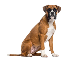  Playful Boxer Dog Lying Down with Tongue Out, Isolated on White Background