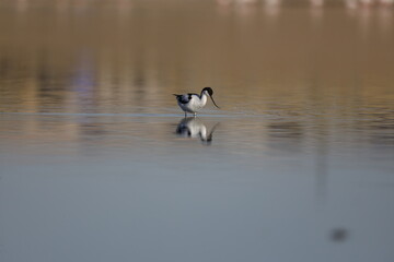 Pied Avocet, bird, seagull, water, gull, sea, animal, nature, wildlife, birds, beach, flight, flying, ocean, fly, beak, lake, blue, freedom, pelican, feather, wing, white, wild, coast, australia