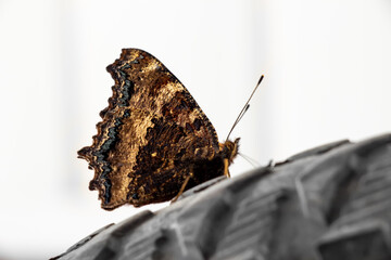 A close-up of a butterfly sitting on a bicycle wheel.