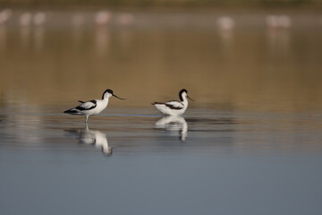 Pied Avocet, bird, seagull, water, gull, sea, animal, nature, wildlife, birds, beach, flight, flying, ocean, fly, beak, lake, blue, freedom, pelican, feather, wing, white, wild, coast, australia