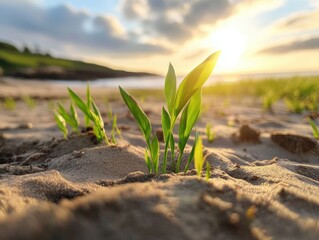 Sunrise brings new life to young plants on sandy beach during early morning