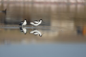 Pied Avocet, bird, seagull, water, gull, sea, animal, nature, wildlife, birds, beach, flight, flying, ocean, fly, beak, lake, blue, freedom, pelican, feather, wing, white, wild, coast, australia