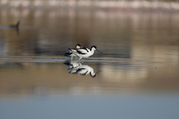 Pied Avocet, bird, seagull, water, gull, sea, animal, nature, wildlife, birds, beach, flight, flying, ocean, fly, beak, lake, blue, freedom, pelican, feather, wing, white, wild, coast, australia