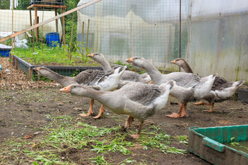 Place for breeding poultry. Chicken coop. Domestic geese, chickens, turkeys and ducks. Natural...