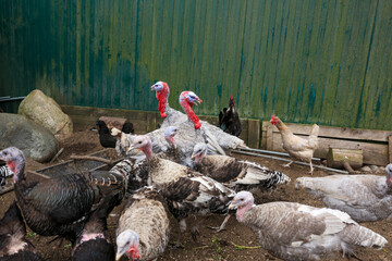 Place for breeding poultry. Chicken coop. Domestic geese, chickens, turkeys and ducks. Natural...
