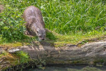 Wild European Otter Descending into Water from Grassy Riverbank