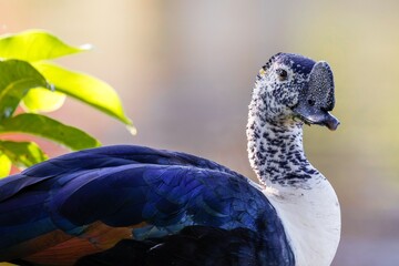 Comb duck - Sarkidiornis sylvicola 