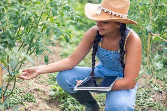 Latin farmer woman using digital tablet and inspecting tomatoes in greenhouse