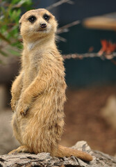Fototapeta premium A meerkat in a zoo on guard duty