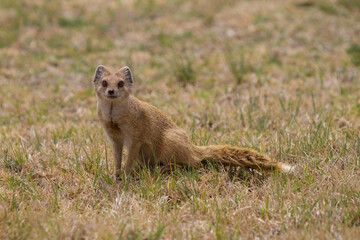 A yellow mongoose sitting in a park