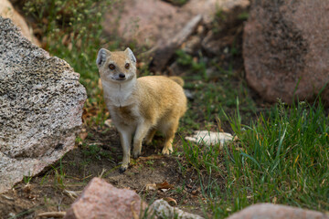 A yellow mongoose sitting in a park