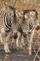 Cape mountain zebras (Equus zebra zebra) huddled together 