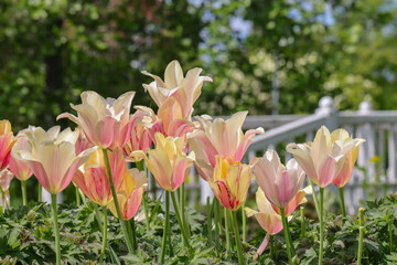 Group of beautiful light multi-colored tulips in shades of yellow and pink in a flowerbed. Sunny day in Marketta Park in Espoo. A white footbridge is in the blurred background.