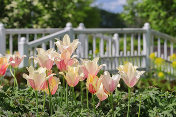 Group of beautiful light multi-colored tulips in shades of yellow and pink in a flowerbed. Sunny day in Marketta Park in Espoo. A white footbridge is in the blurred background.