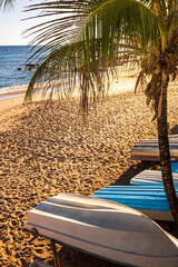palm tree on the beach