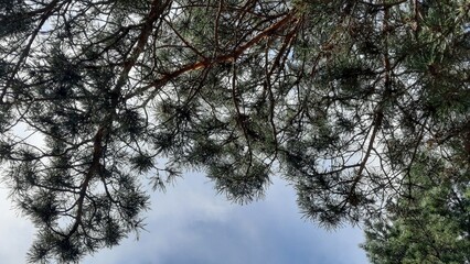 A view up through the dense crown of pine trees. Dark branches with long needles intertwine, forming an openwork pattern against the light sky. Sunlight filters through the needles, creating a soft pl