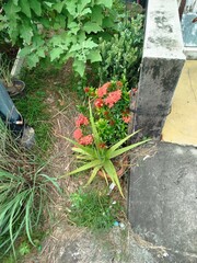 flowers in the garden