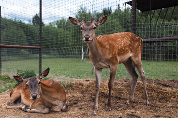 One young noble deer stands, and the other lies on the ground covered with hay, inside the case in the zoo or farm, in the summer in the summer. The family of deer in the aviary of the zoo.