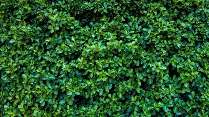 Obraz premium The Dense Green Foliage Creates a Vibrant Natural Background