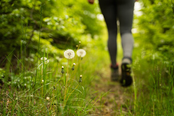 Foreground focus on blooming dandelions puff in the green forest, In the background, the blurred...