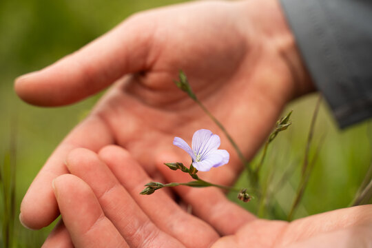 Blooming wildflower Linum bienne in woman's hands, Pale Flax in spring, human and nature connection, people and love respect for environment, close-up