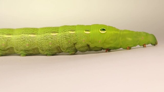 A highly detailed macro shot of an Elephant Hawk-moth larva walking on a white background. The extreme clarity reveals spiracles on each body segment thanks to the sharp video quality.