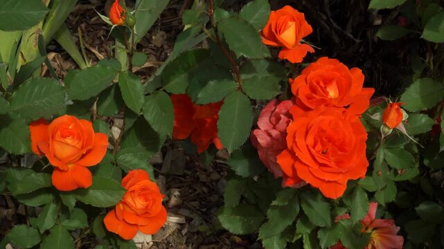 The floribunda rose variety 'Super Trouper' blooms in vivid fiery-orange clusters on a strong, bushy plant with glossy dark green leaves and excellent disease resistance.