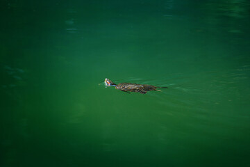 The turtle is swimming in the water