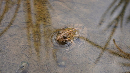 rice field frog looking at the camera