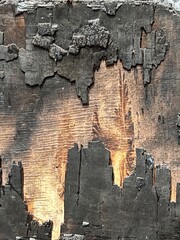 Background - texture: burnt, coated wood