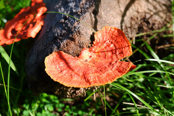 Mushrooms sprouting from a fallen log in the wild.