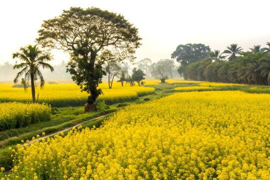 Lush mustard field in rural bangladesh covered in vibrant yellow blossoms - Powered by Adobe