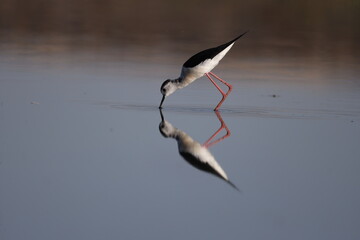 bird, seagull, nature, sea, gull, animal, water, wildlife, flying, flight, fly, sky, white, ocean, birds, beak, wild, beach, wings, stilt, stork, black-winged stilt, tern, black, lake