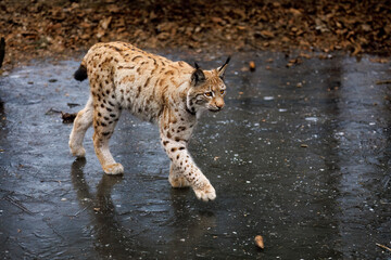 Lynx on ice. Eurasian lynx, Lynx lynx, walks on frozen forest lake. Beautiful wild cat in nature....